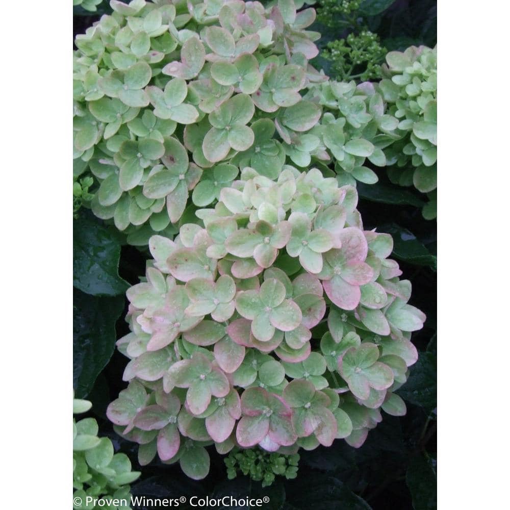 4.5 in. Qt. Little Lime Hardy Hydrangea (Paniculata) Live Shrub, Green to Pink Flowers - Hercitys