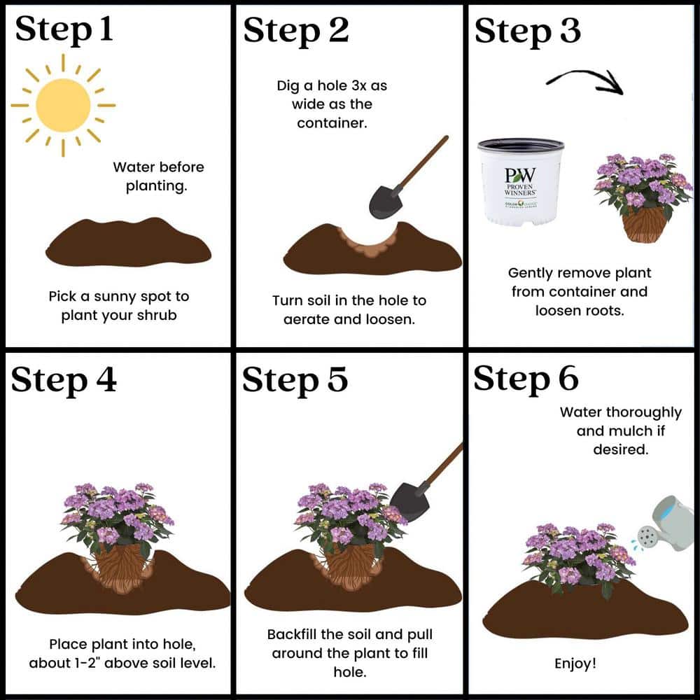 2 Gal. Let’s Dance Can Do Hydrangea Shrub with Pink Blooms - Hercitys