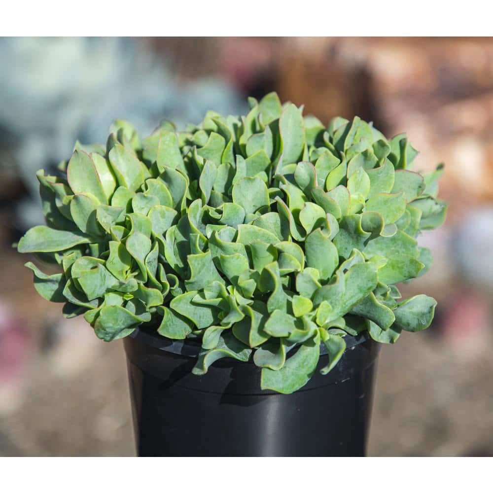 1G Crassula Ripple Jade Tm – Single - Hercitys