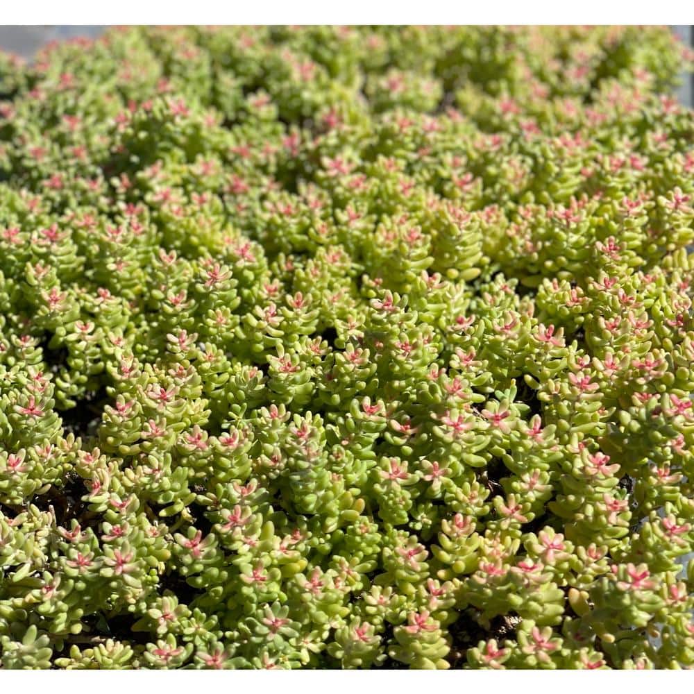 5 Stonecrop Sedum Plants in 5 Separate in. Pots (5-Pack) - Hercitys