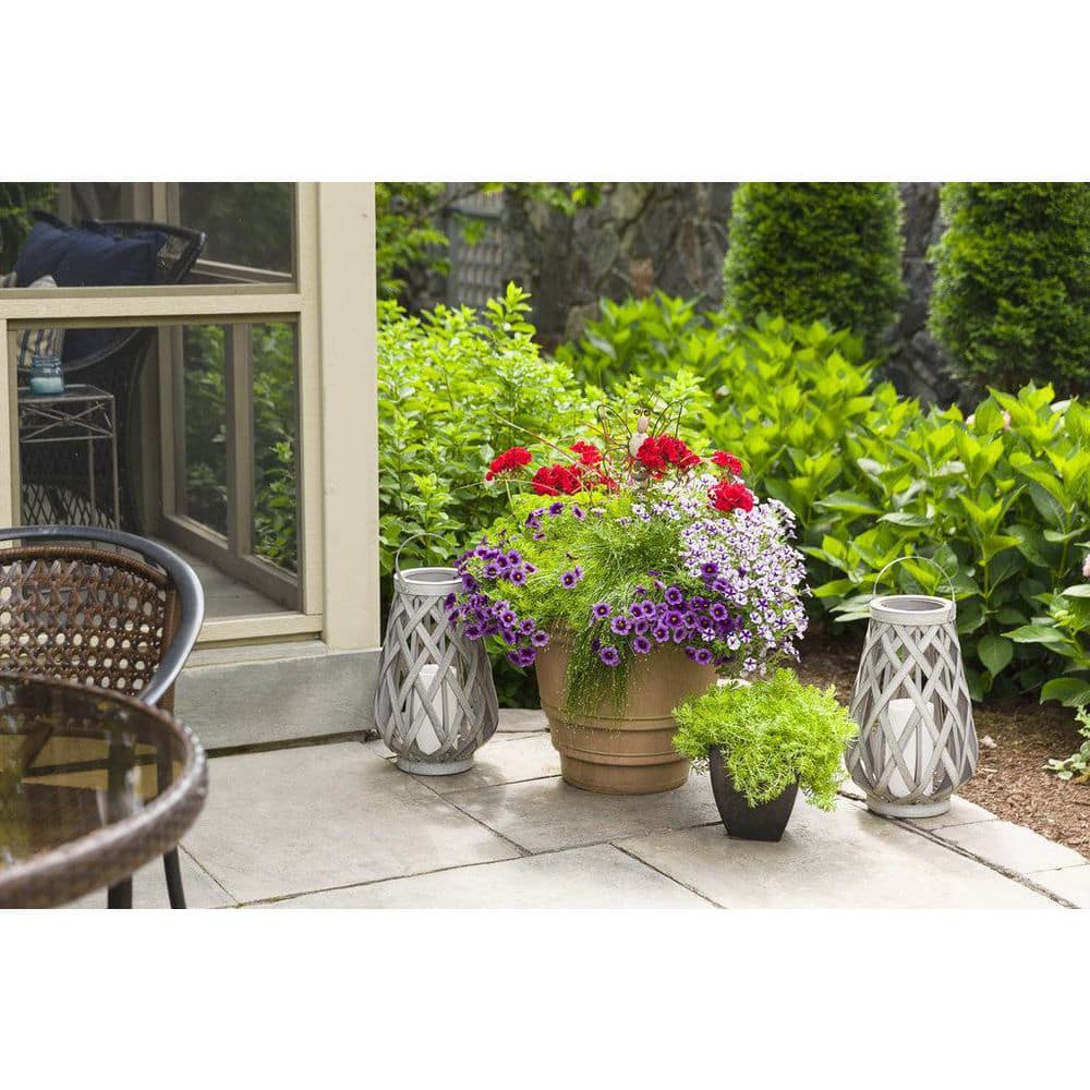 4.25 in. Eco+Grande Superbells Grape Punch (Calibrachoa) Live Plant, Purple Flowers (4-Pack) - Hercitys