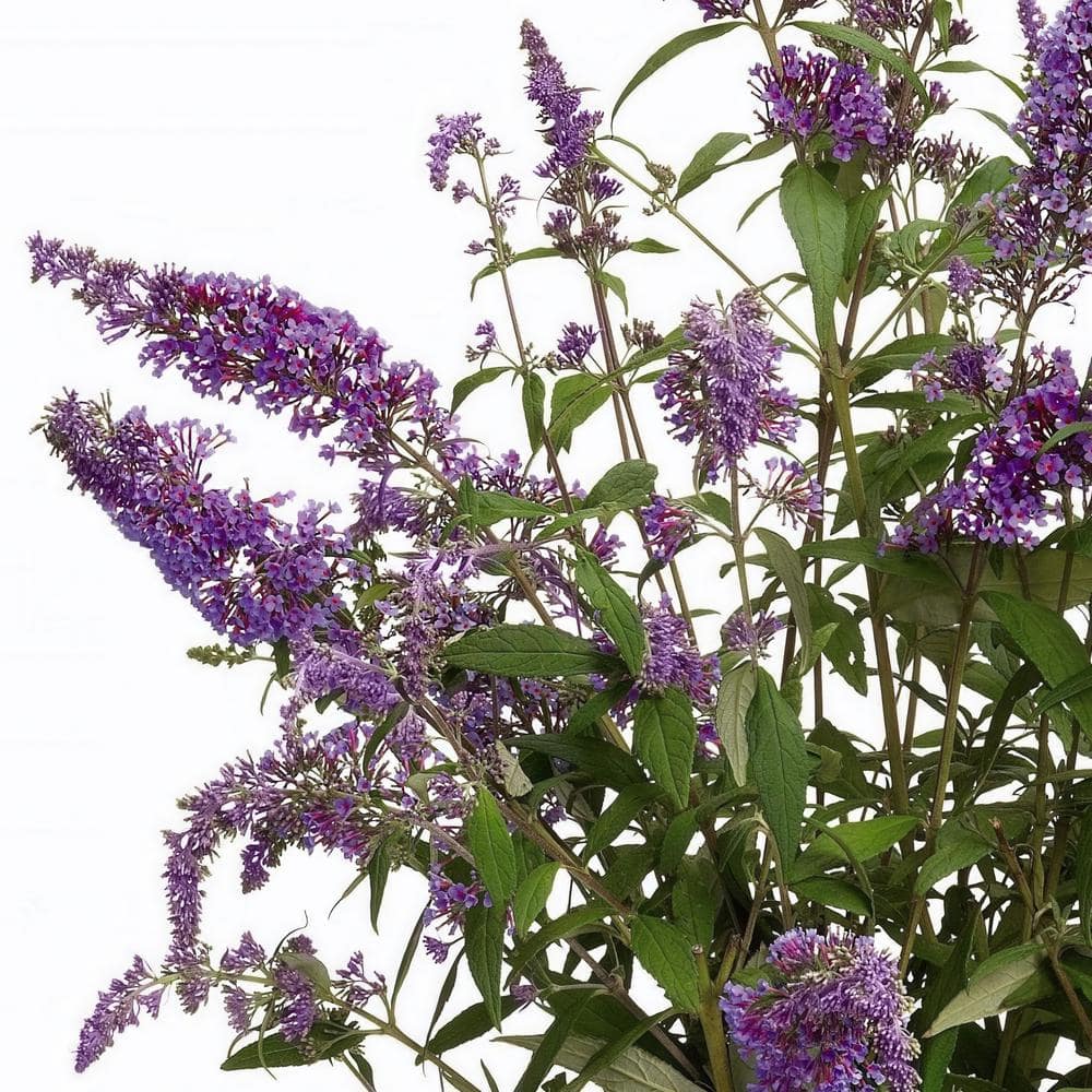 1 Gal. Tree-Form Buddleia Black Knight with Dark Purple Flowers - Hercitys