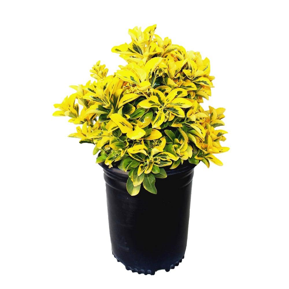 5 Gal. Golden Euonymus Shrub Plant - Hercitys