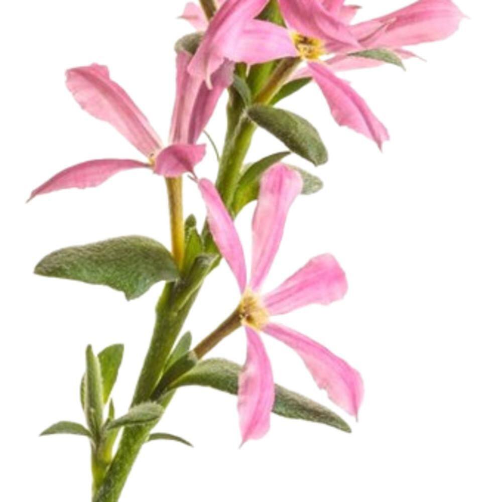 4.25 in. Eco+ Grande Stardiva Pink Fan Flower (Scaevola Aemula) Live Annual Plant with Pink Flowers 4-Pack - Hercitys