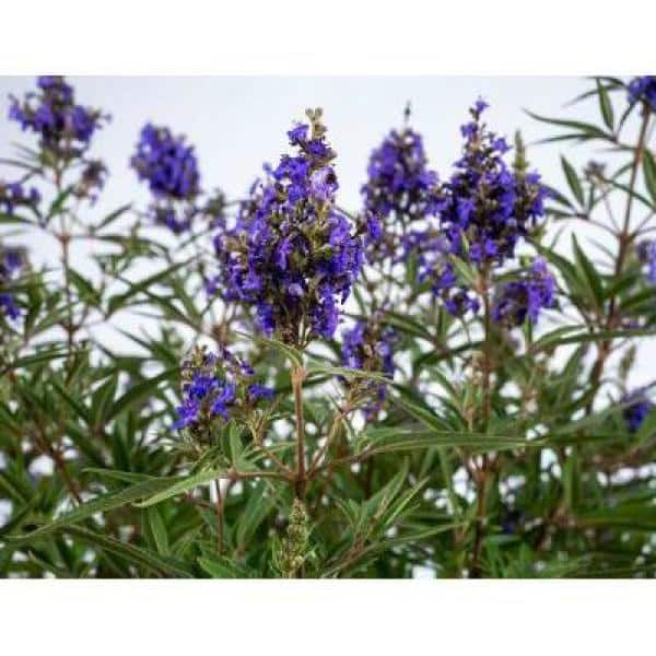 2 Gal. Busy Bee Vitex Flowering Shrub with Blue Blossoms - Hercitys