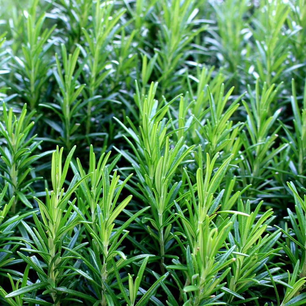 2 Gal. Rosemary Evergreen Plant with Pale Blue to White Flowers - Hercitys