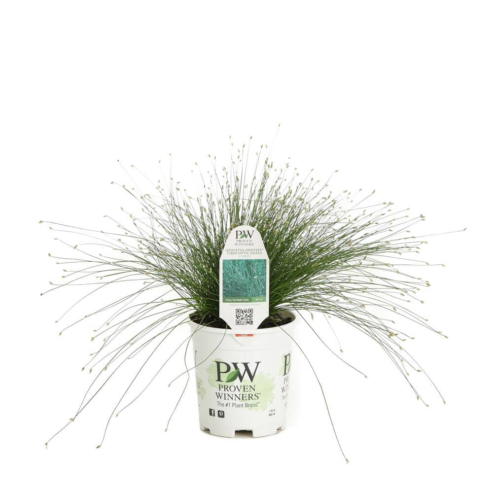 4.5 in. Qt. Graceful Grasses Fiber Optic Grass (Isolepsis) Live Plant, Green Foliage - Hercitys