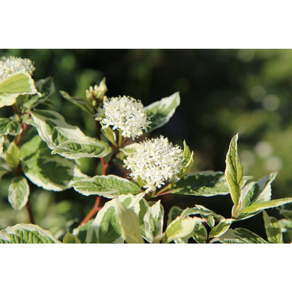 1 Gal. Ivory Halo Dogwood Shrub a Lovely Ornamental Twist on the Classic Red Dogwood - Hercitys