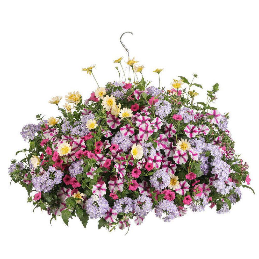 4.25 in. Eco+Grande Bright Lights Double Moonglow African Daisy (Osteospermum) Live Plant, Yellow Flowers (4-Pack) - Hercitys