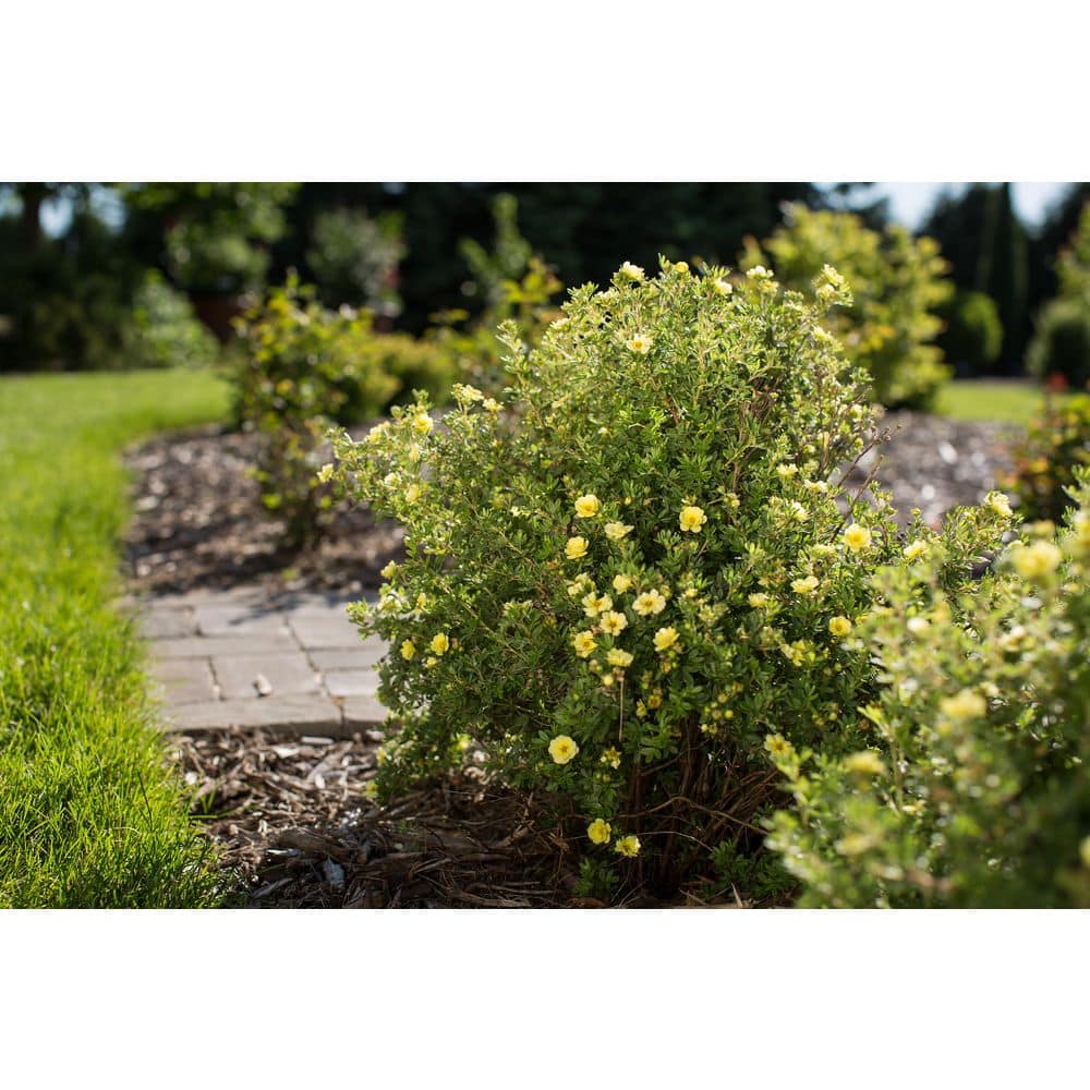 2.0 Gallon Lemon Meringue Potentilla (Potentilla fruticosa ‘Lemon Meringue’) Shrub with Yellow flowers 1-Each - Hercitys