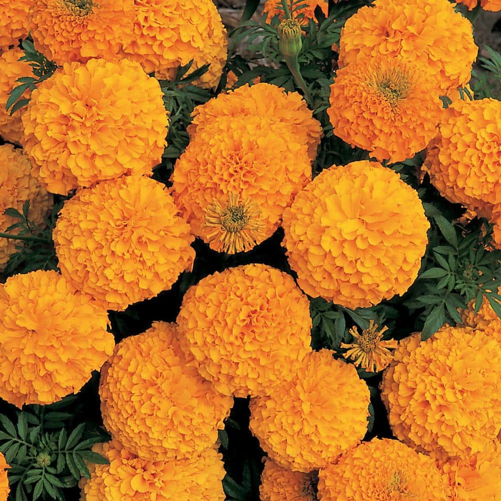 3.2 Qt. Marigold Inca Orange Flower in 7.5 In Grower’s Pot - Hercitys
