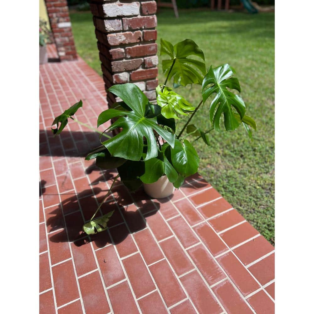 1.9 Gal. Philodendron Monstera Deliciosa Plant in 9.25 in. Deco Weave Basket - Hercitys