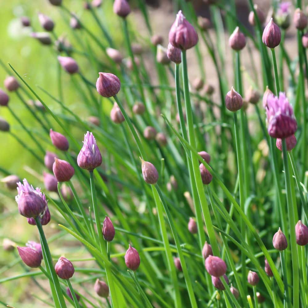 2.5 in. Chives Live Herb Plant (3-Pack) - Hercitys