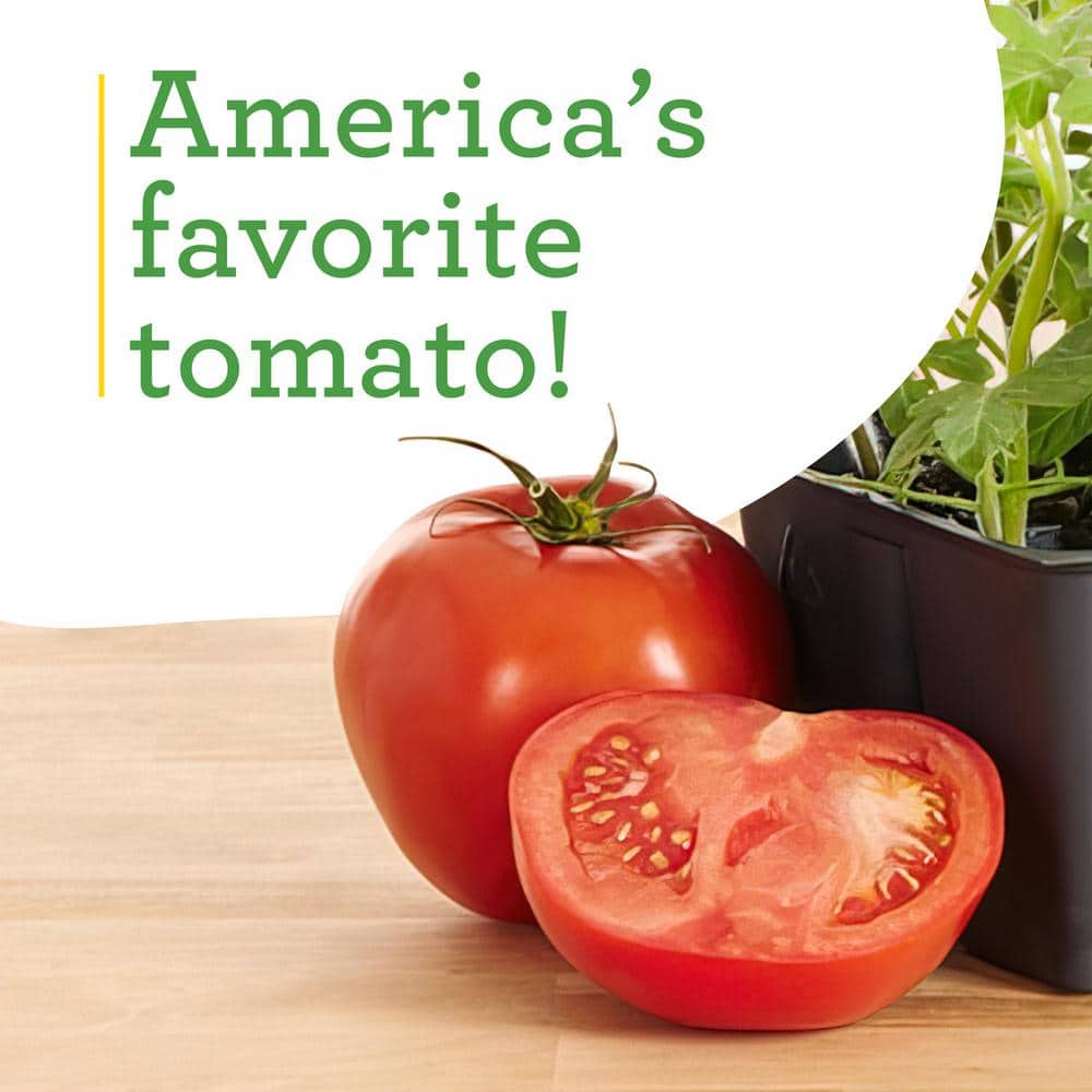 19 oz. Better Boy Tomato Plant (2-Pack) - Hercitys