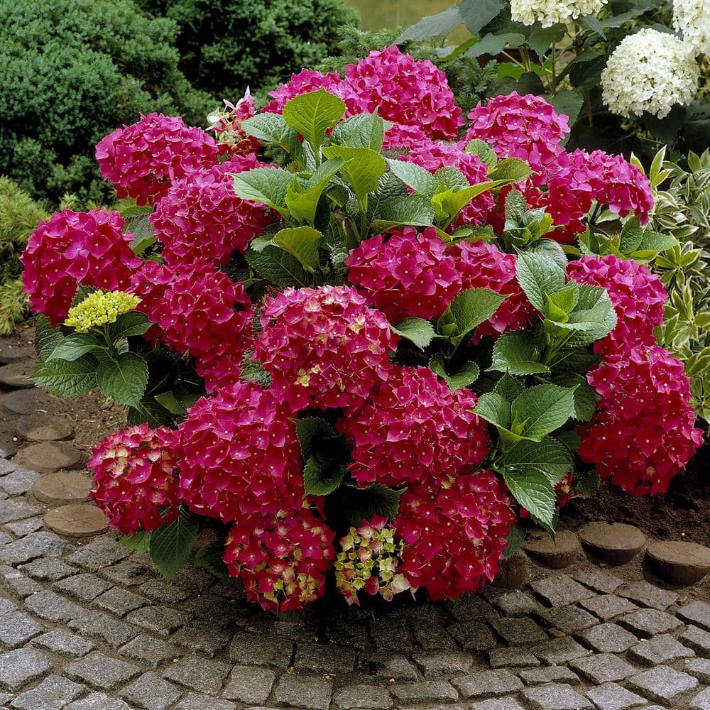 4 in. Red Beauty Hydrangea Shrub with Red Flowers (4-Piece) - Hercitys