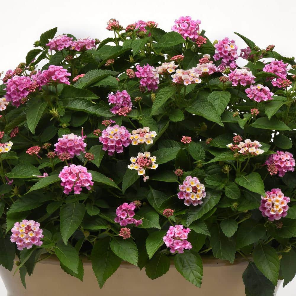 2.5 in. Lantana Bloomify Pink Plant in Grower Container (3-Piece) - Hercitys