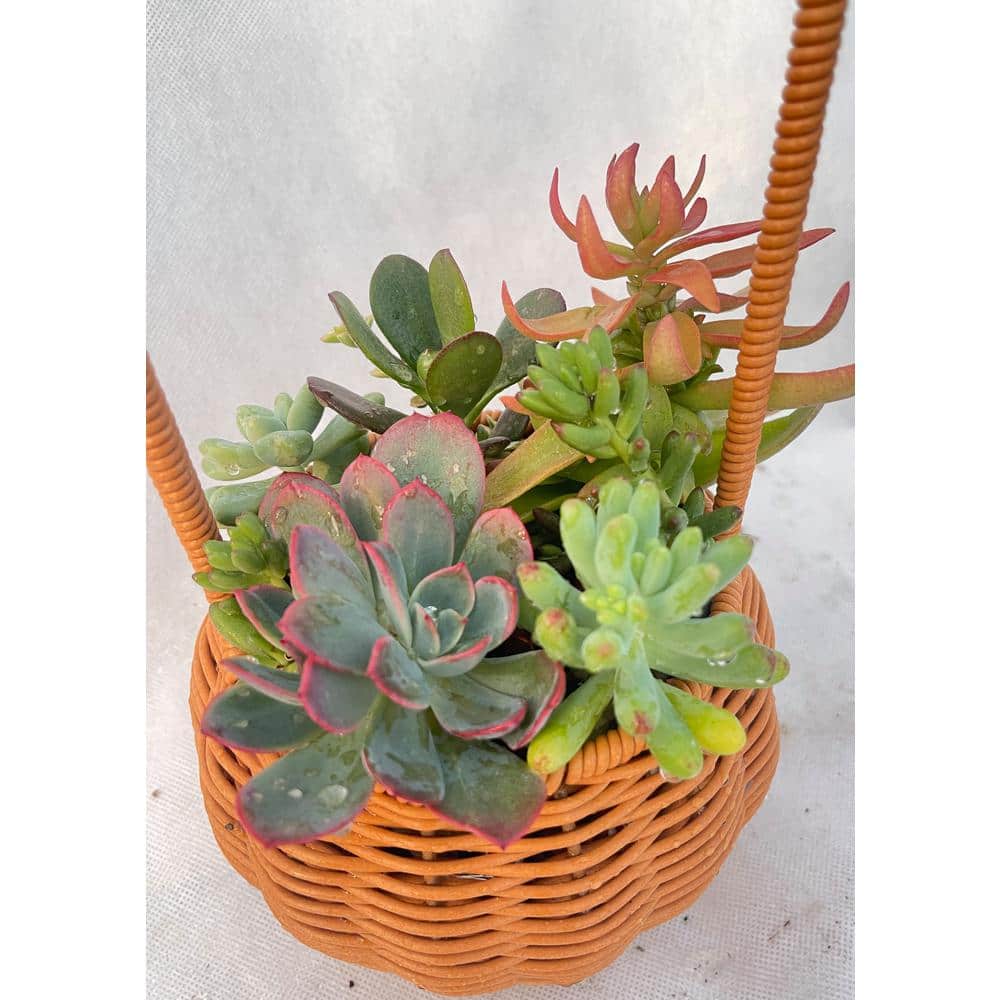 11 in. Small Wicker Soilless Succulent Plant Flower Basket, Lightweight Beautiful Collection of Succulents - Hercitys