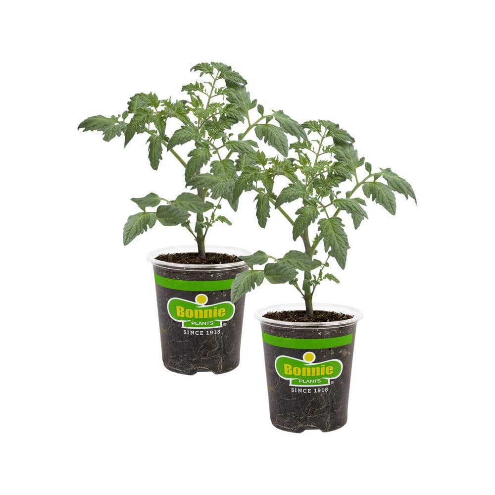 19.3 oz. Husky Cherry Tomato Plant 2-Pack - Hercitys