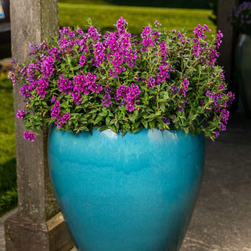 4.25 in. Eco+ Grande Totally Tempted Vivid Violet Cuphea (Procumbens) Live Annual Plant with Purple Flowers 4-Pack - Hercitys