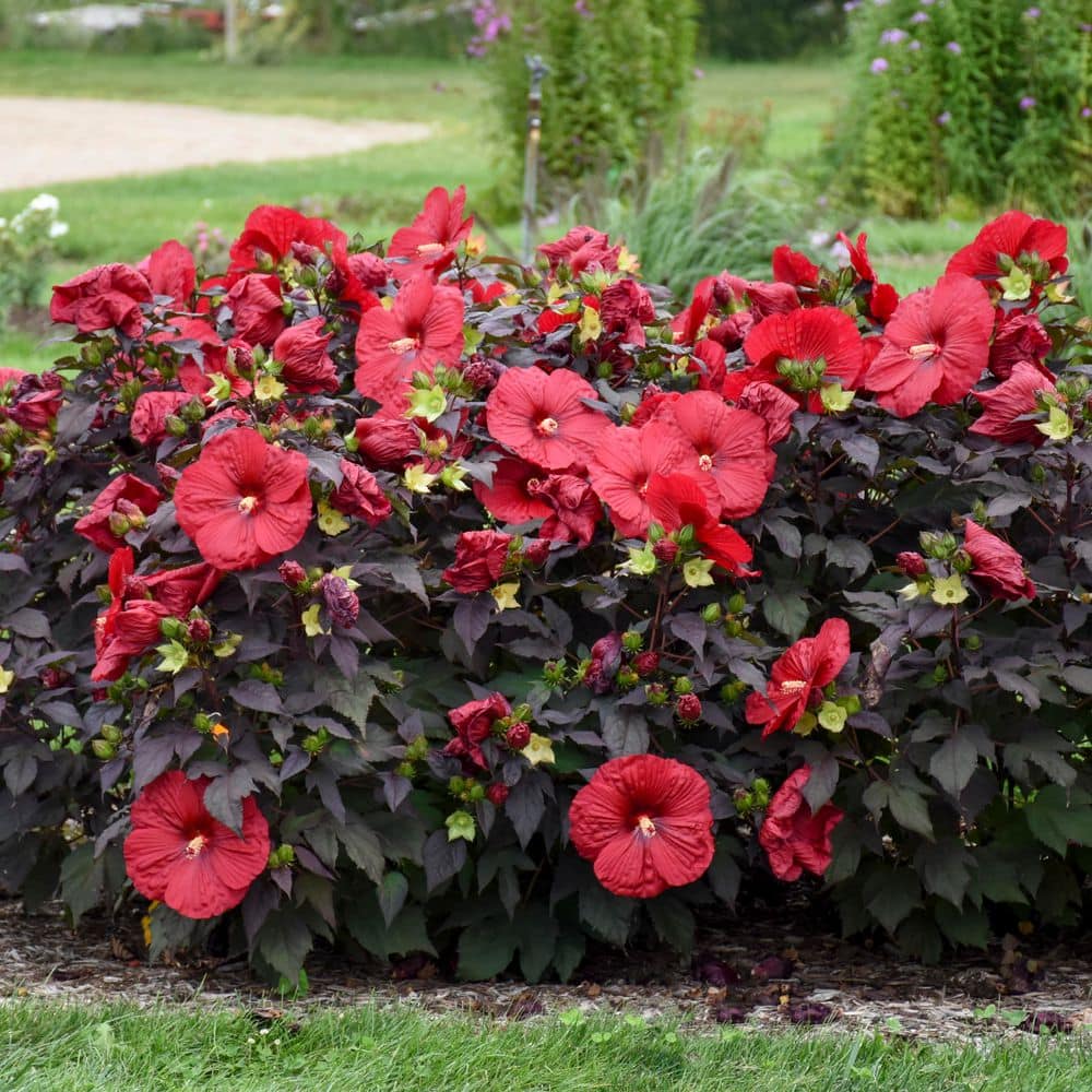 2 Gal. Summerific Holy Grail Rose Mallow (Hibiscus Hybrid) Live Perennial Plant with Red Flowers - Hercitys