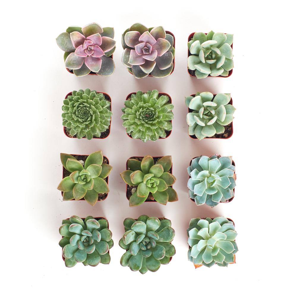 2 in. Rosette Succulent (Collection of 12) - Hercitys