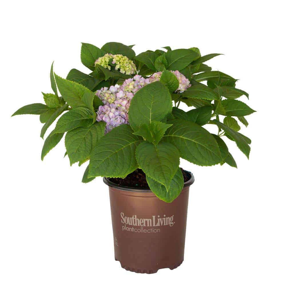2 Gal. Dear Dolores Hydrangea(Macrophylla) Live Deciduous Shrub, Pink or Blue Mophead Blooms - Hercitys