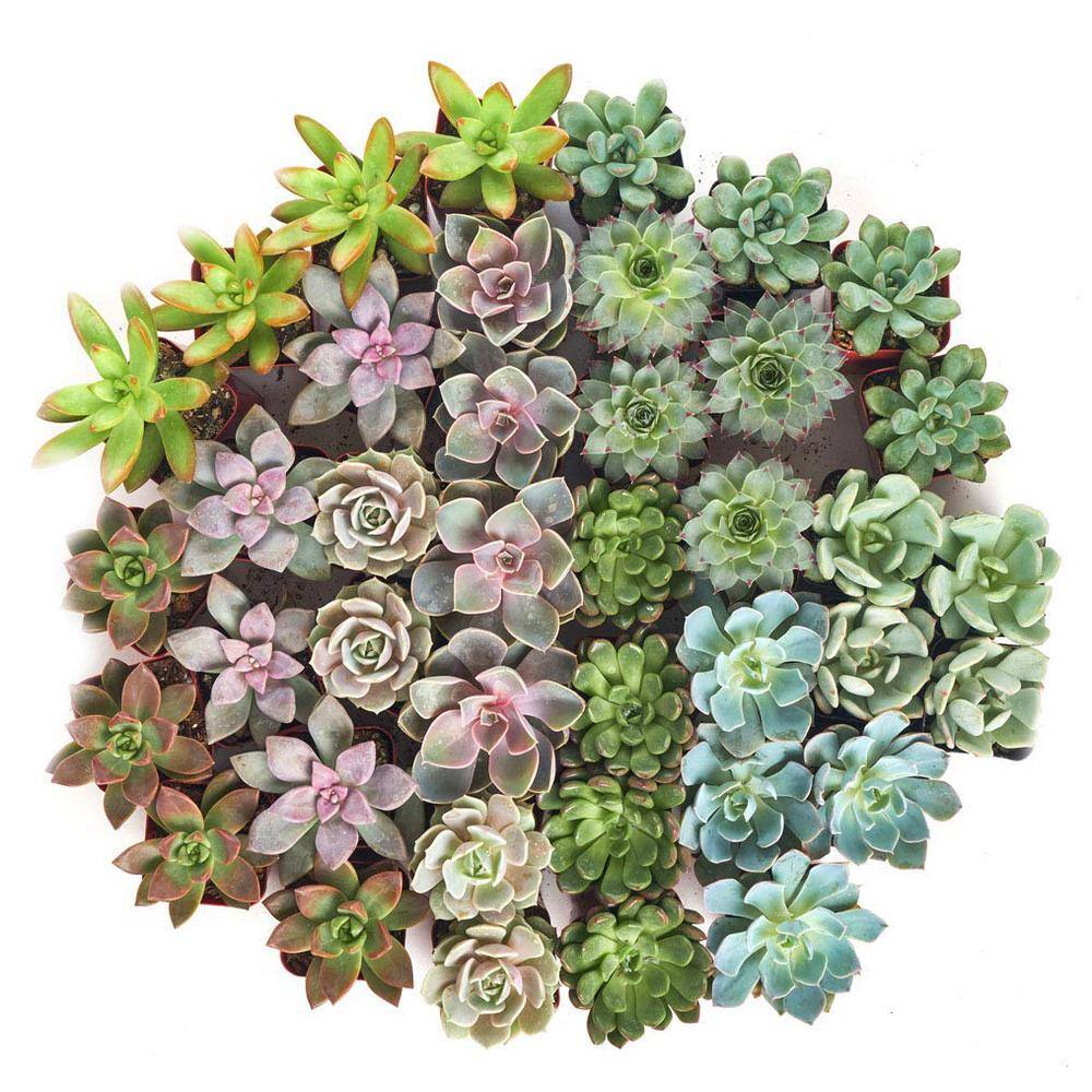 2 in. Rosette Succulent (Collection of 32) - Hercitys