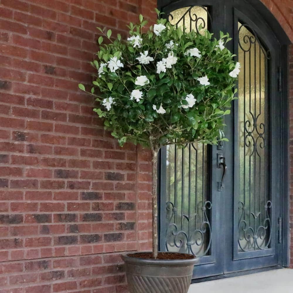 3 gal. Gardenia Aimee Tree - Hercitys