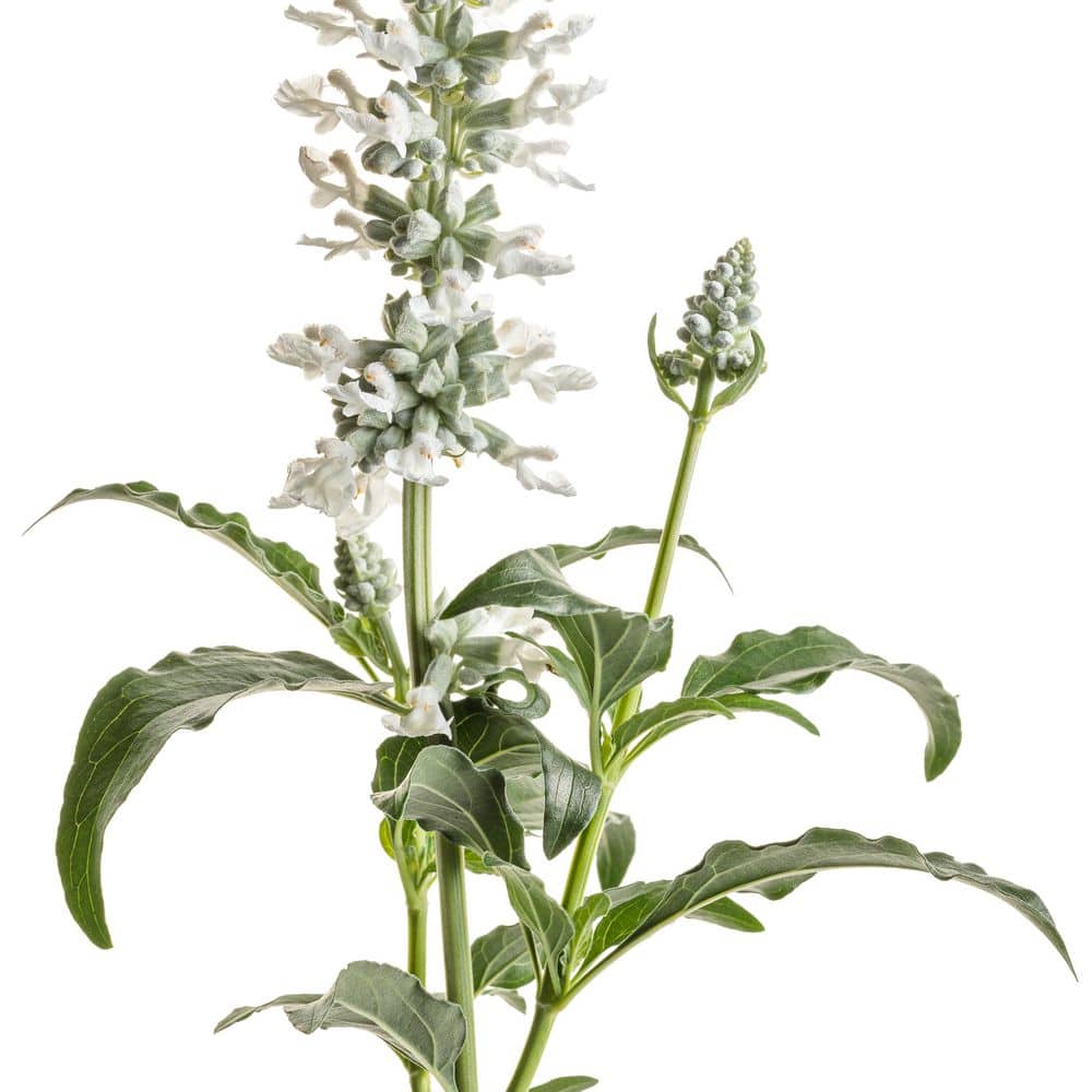4.25 in. Eco+ Grande Unplugged White Mealycup Sage (Salvia Farinacea) Live Annual Plant with White Flowers 4-Pack - Hercitys