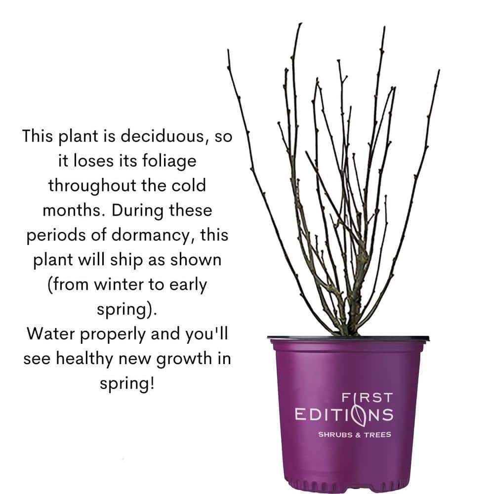 2 Gal. Lotus Moon Pearlbush Shrub with White Flowers - Hercitys