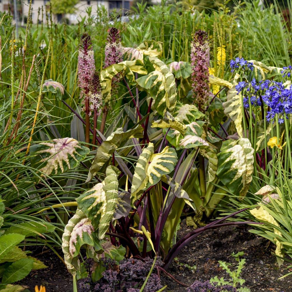 3.5 in. Colocasia Waikiki Royal Hawaiian Elephant Ear Perennial Plant (3-Pack) - Hercitys
