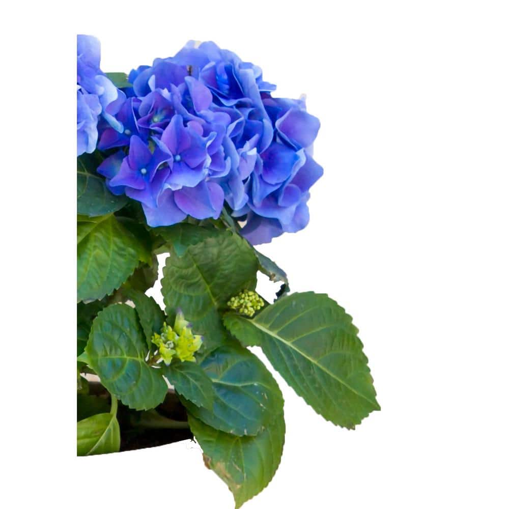 2.5 Qt. Blue Perennial Hydrangea Macrophylla (2-Pack) - Hercitys