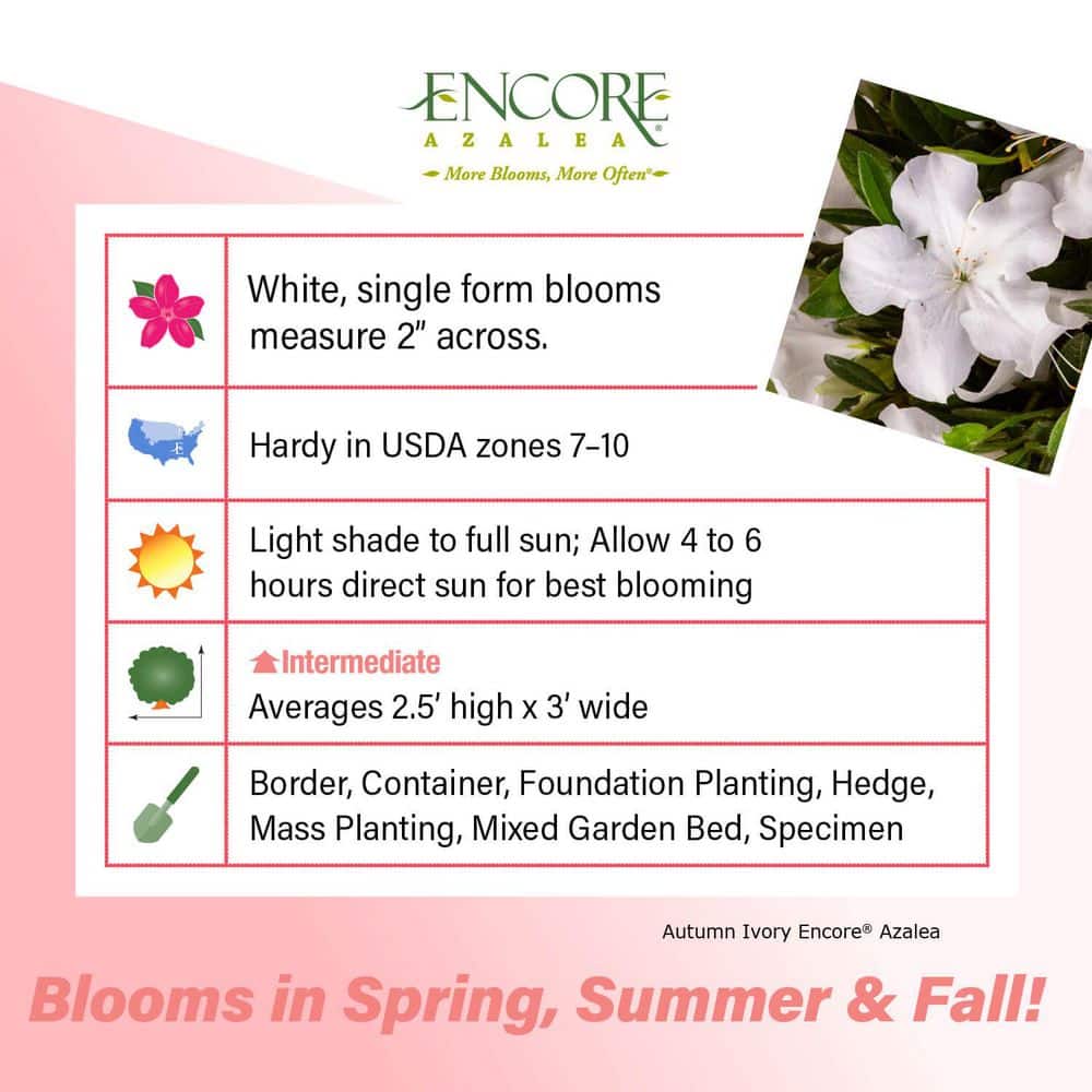 1 Gal. Autumn Ivory Reblooming Dwarf Azalea Shrub with White Flowers - Hercitys