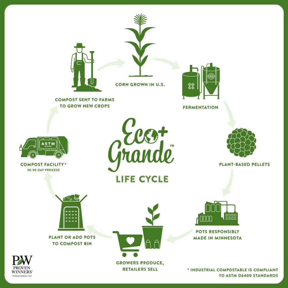 4.25 in. Eco Plus Grande, Cerveza ‘N Lime Live Annual Plant, Green Flowers (4-Pack) - Hercitys