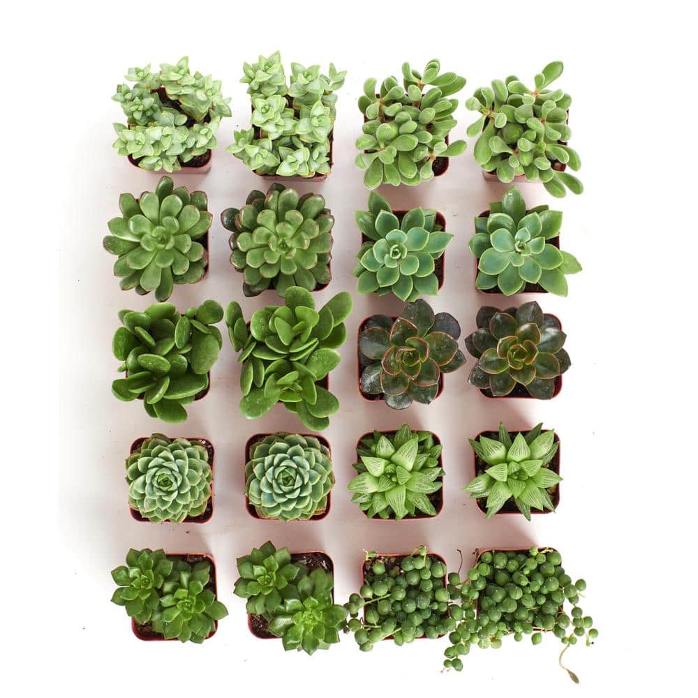 2 in. Green Succulent (Collection of 20) - Hercitys