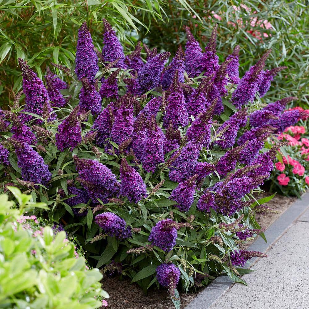 1.5 Gal. Lil’ Grape Butterfly Bush (Buddleia) Live Shrub Plants, Purple Flowers - Hercitys