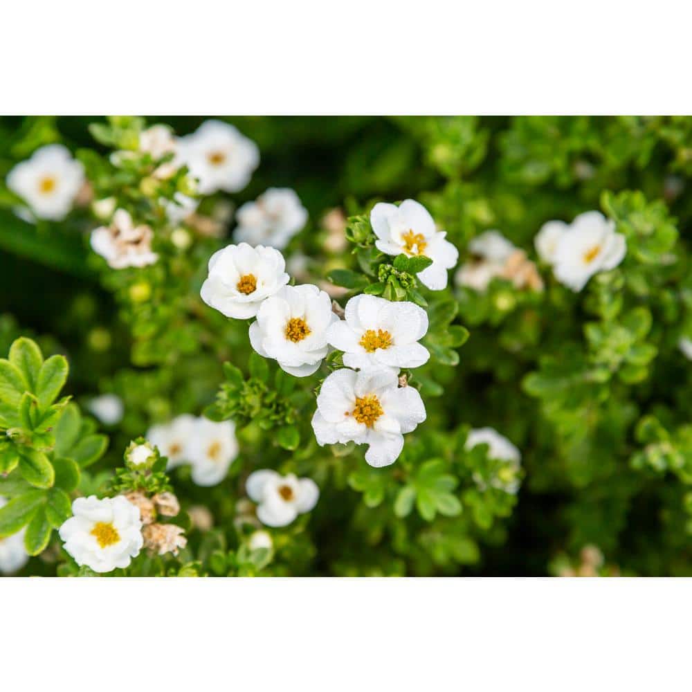 2 Gal. Creme Brulee Potentilla Live Shrub with White Flowers - Hercitys