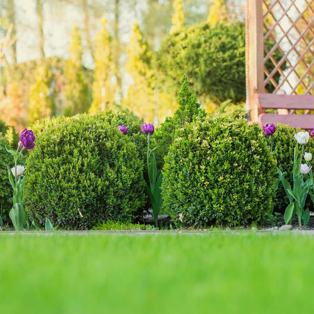 3 Gal. Japanese Boxwood Shrub (2-Pack) - Hercitys