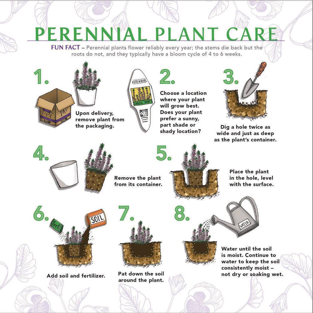 3 Gal. Cherries Jubilee Baptisia Live Perennial Plant (1-Pack) - Hercitys