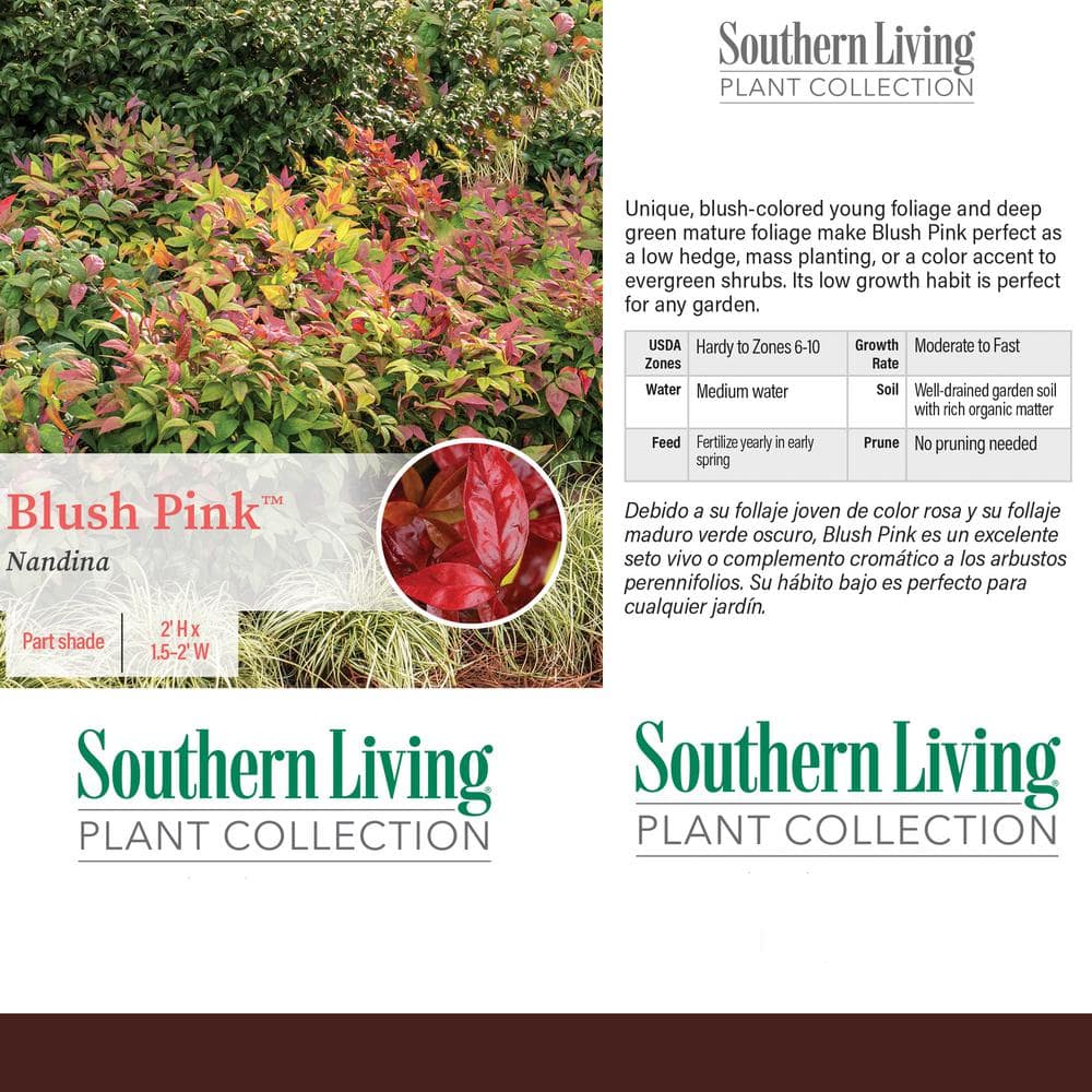 2 Gal. Nandina Blush Pink Shrub with Pink and Red Foliage - Hercitys