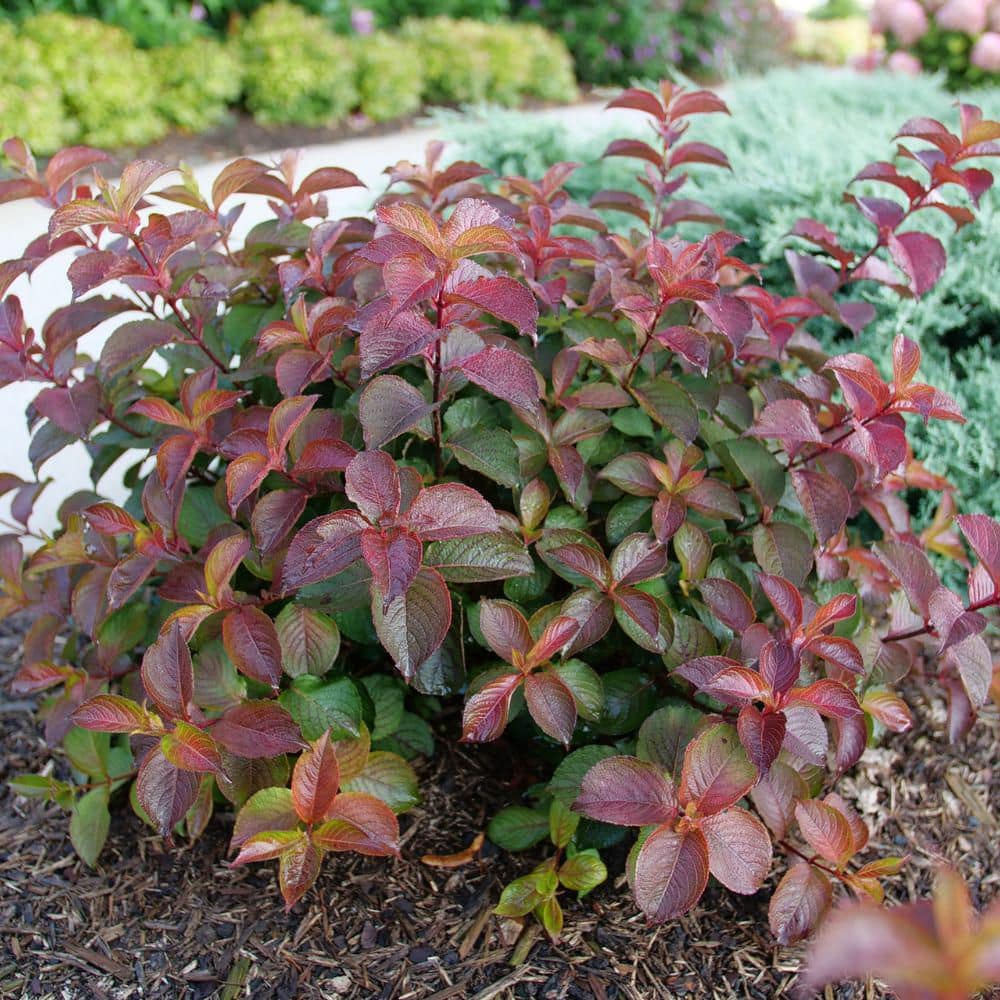 4.5 in. Qt. Midnight Sun Reblooming Weigela (Florida) Flowering Shrub With Pink Flowers - Hercitys