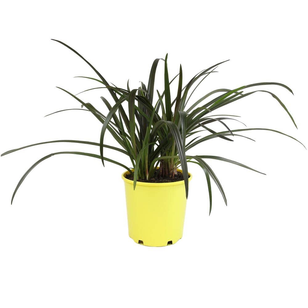 4 qt. Red Bog Lily (Crinum Menehune) Perennial Outdoor Plant with Pink Blooms in Grower Pot - Hercitys