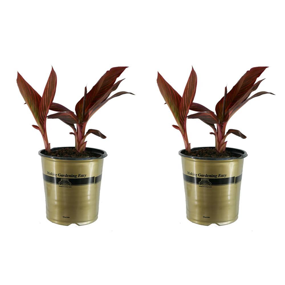 1.0 Gal. Perennial Canna Tropicanna Original (2-Pack) - Hercitys