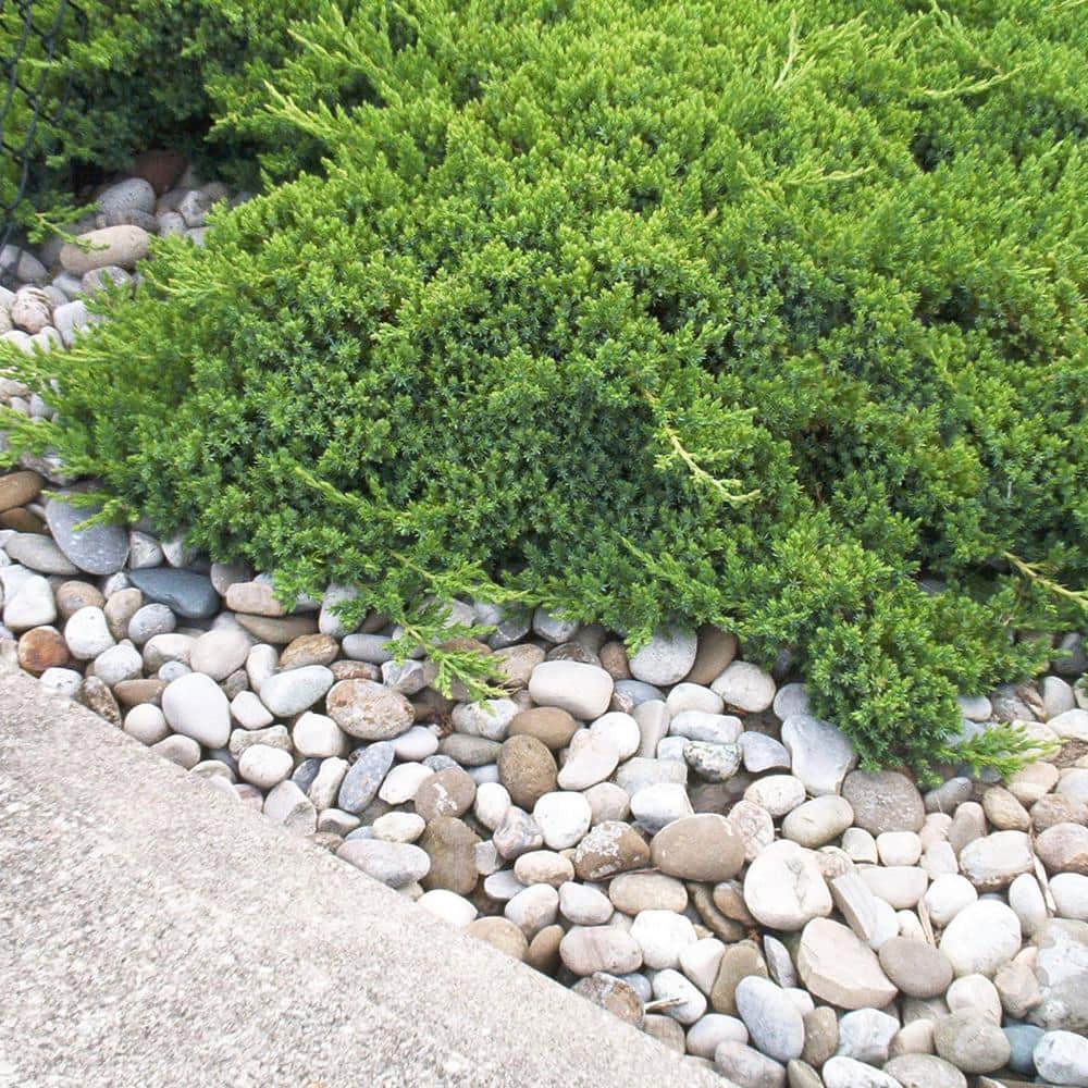 2.25 Gal. Juniper Procumbens Nana Shrub - Hercitys