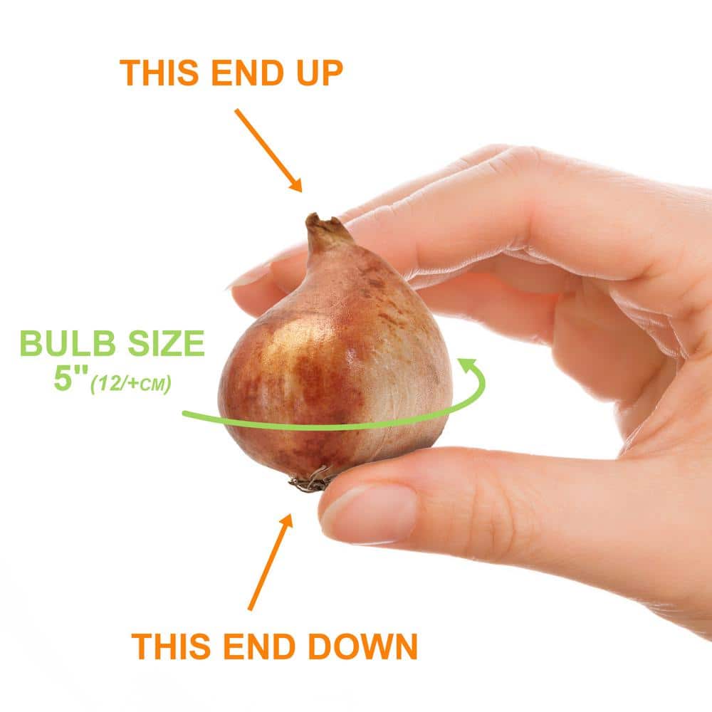 12/+ cm, Candy Cane Mix Triumph Tulip Flower Bulbs (Bag of 25) - Hercitys