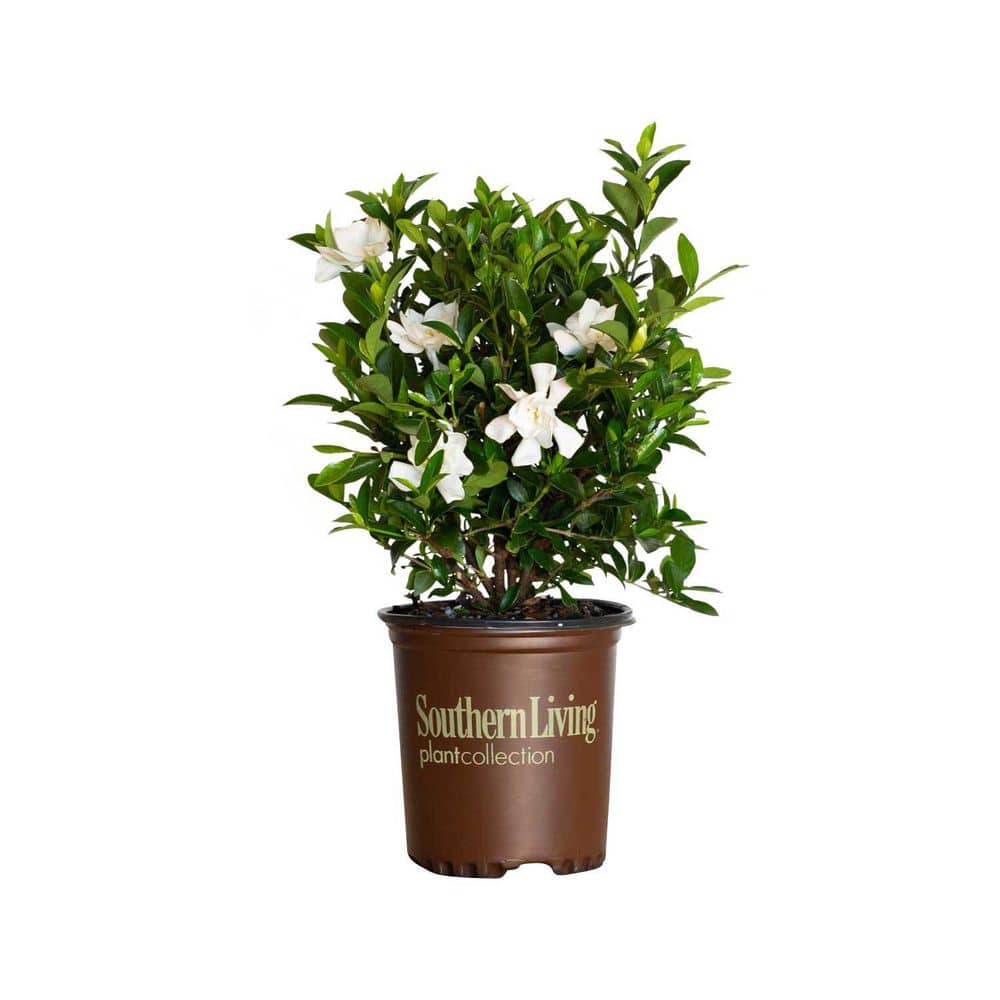 2.5 Qt. Jubilation Gardenia, Live Evergreen Shrub, White Fragrant Blooms - Hercitys