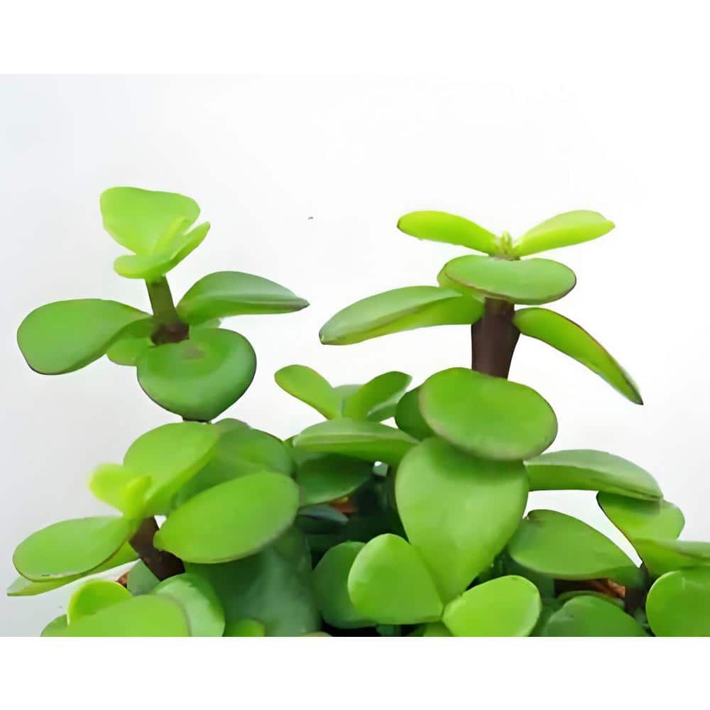 Shop Home Decor & Furniture/Home Decor/Indoor Plants/Succulents & Cactus - Hercitys