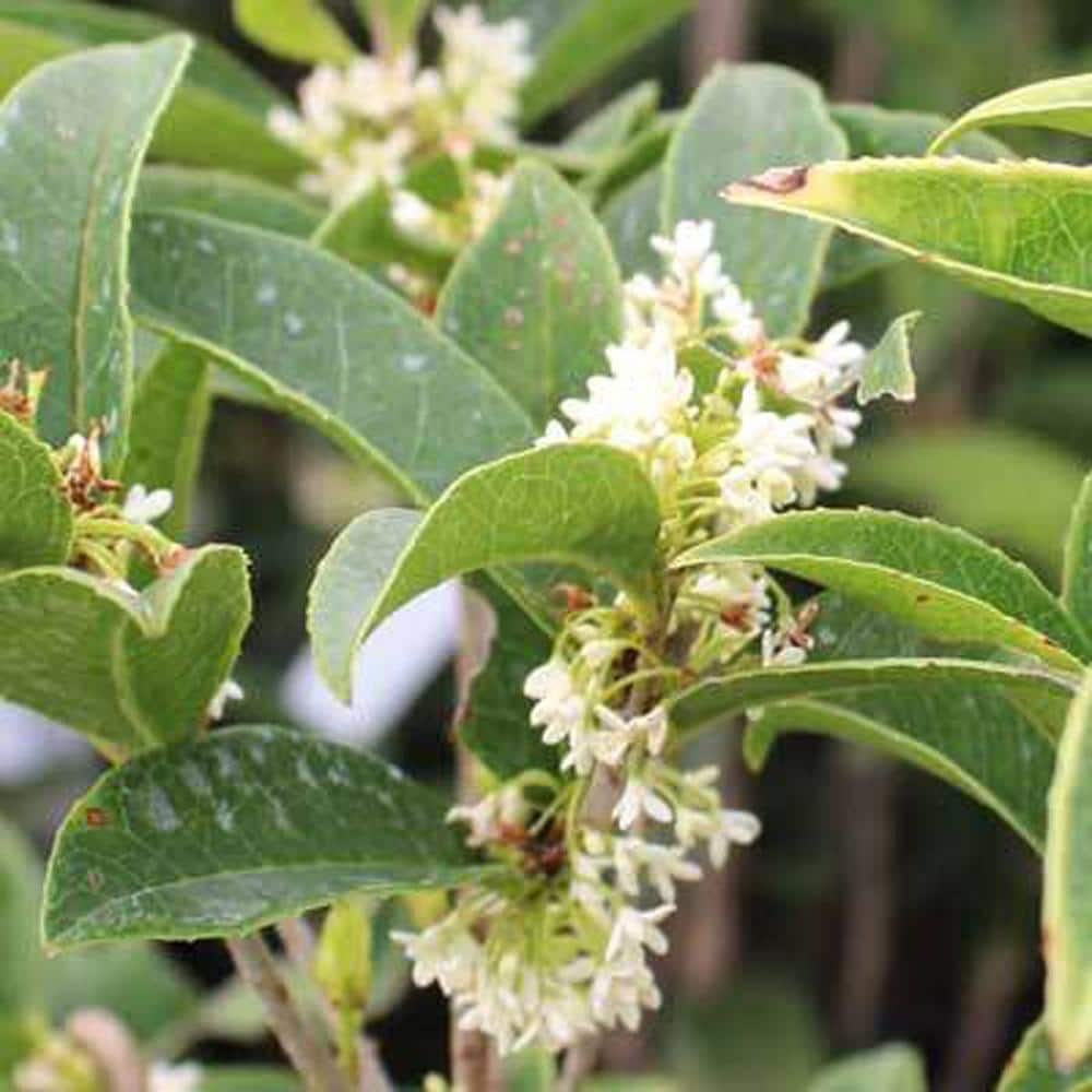 3 Gal. Fragrant Tea Olive Shrub - Hercitys