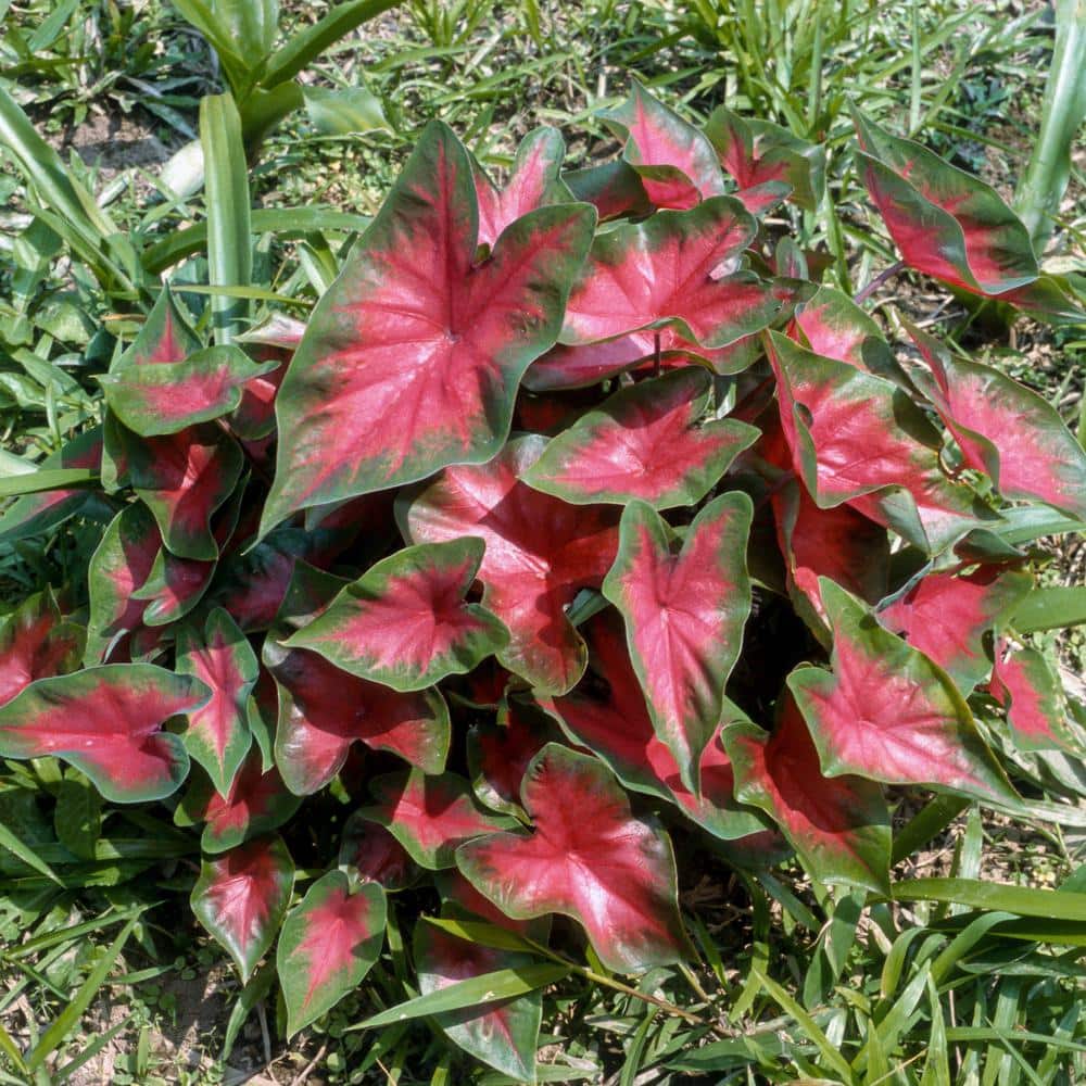 4 in. Caladium Sangria Perennial Plant (3-Pack) - Hercitys