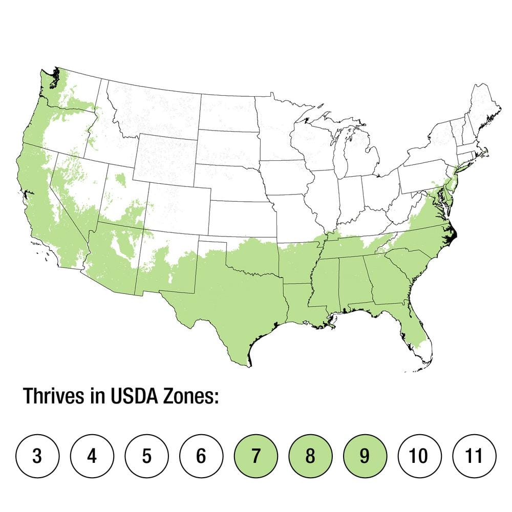 2.5 Qt. Carolina Jessamine Climbing Vine Plant with Yellow Fragrant Blooms - Hercitys